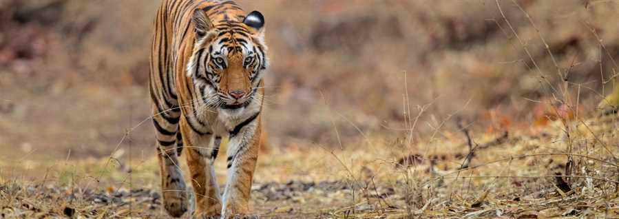 Tiger Trail of Madhya Pradesh